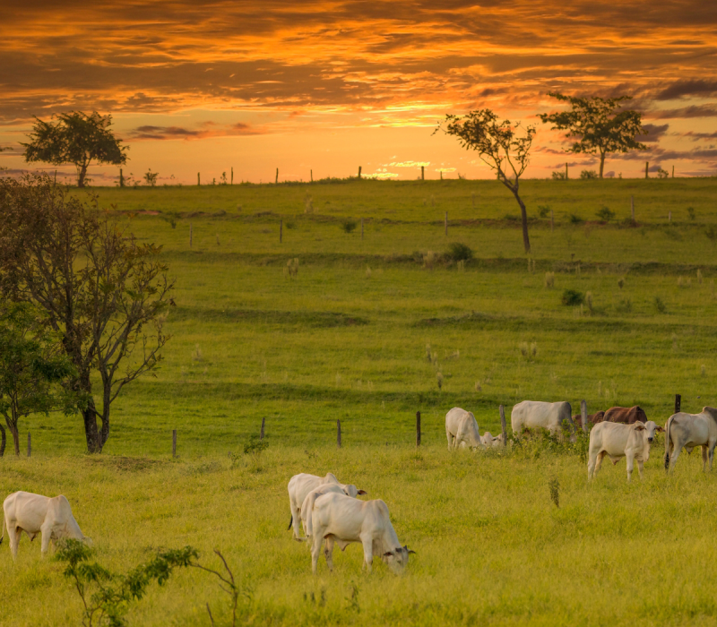 Design sem nome (33)